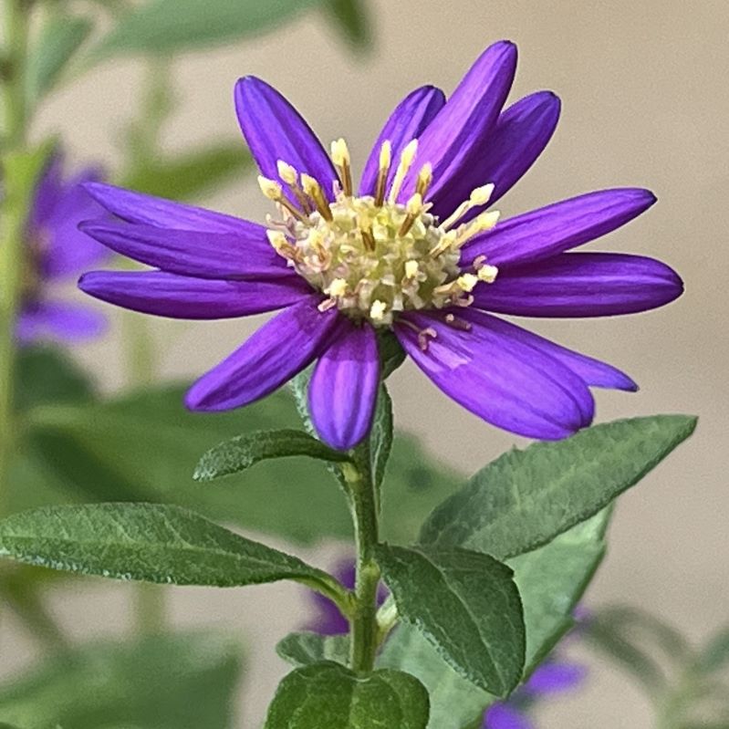 ノコンギク：青紫色の花を横から ／ Wild Chrysanthemum - Violet flower from the side