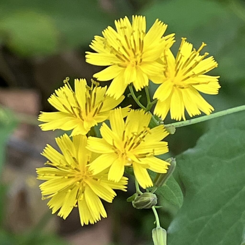 ヤクシソウ：５輪の花 ／ Crepidiastrum denticulatum - Five flowers