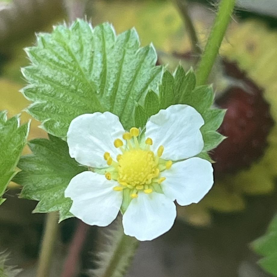 エゾヘビイチゴ：花と葉と成熟果実 ／ Wild Strawberry - Flower, leaves and mature fruits