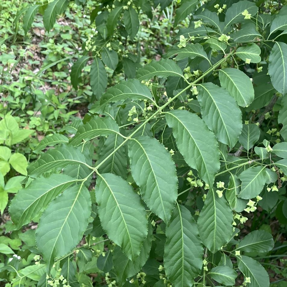 マユミ：枝と葉 ／ Spindle Tree - Branches and leaves