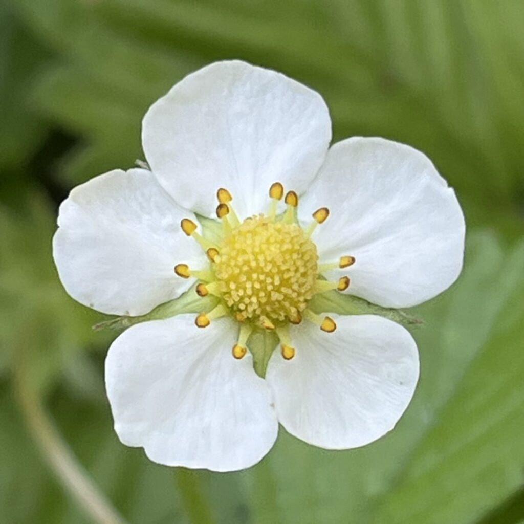 エゾヘビイチゴ：花 ／ Wild Strawberry - Flower