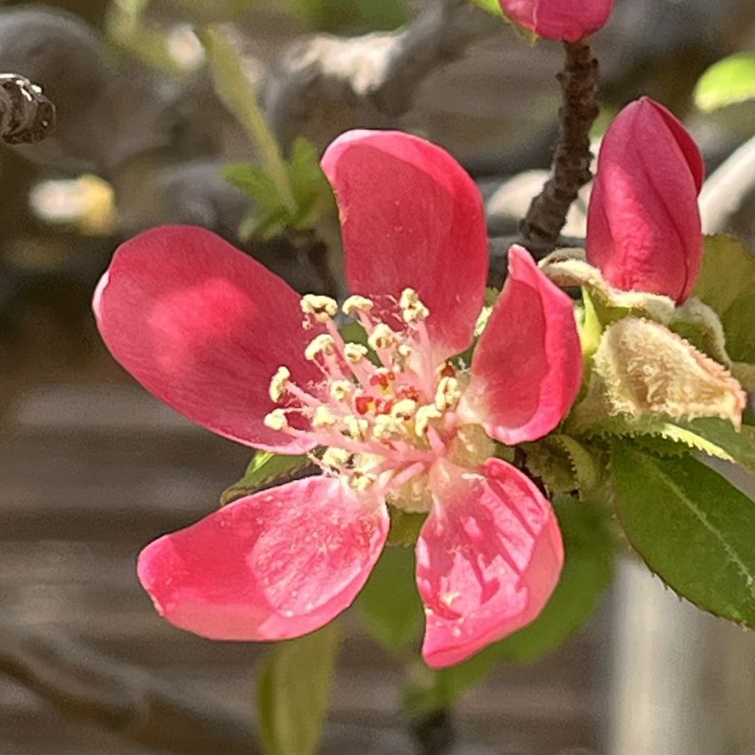 カリン / Chinese Quince