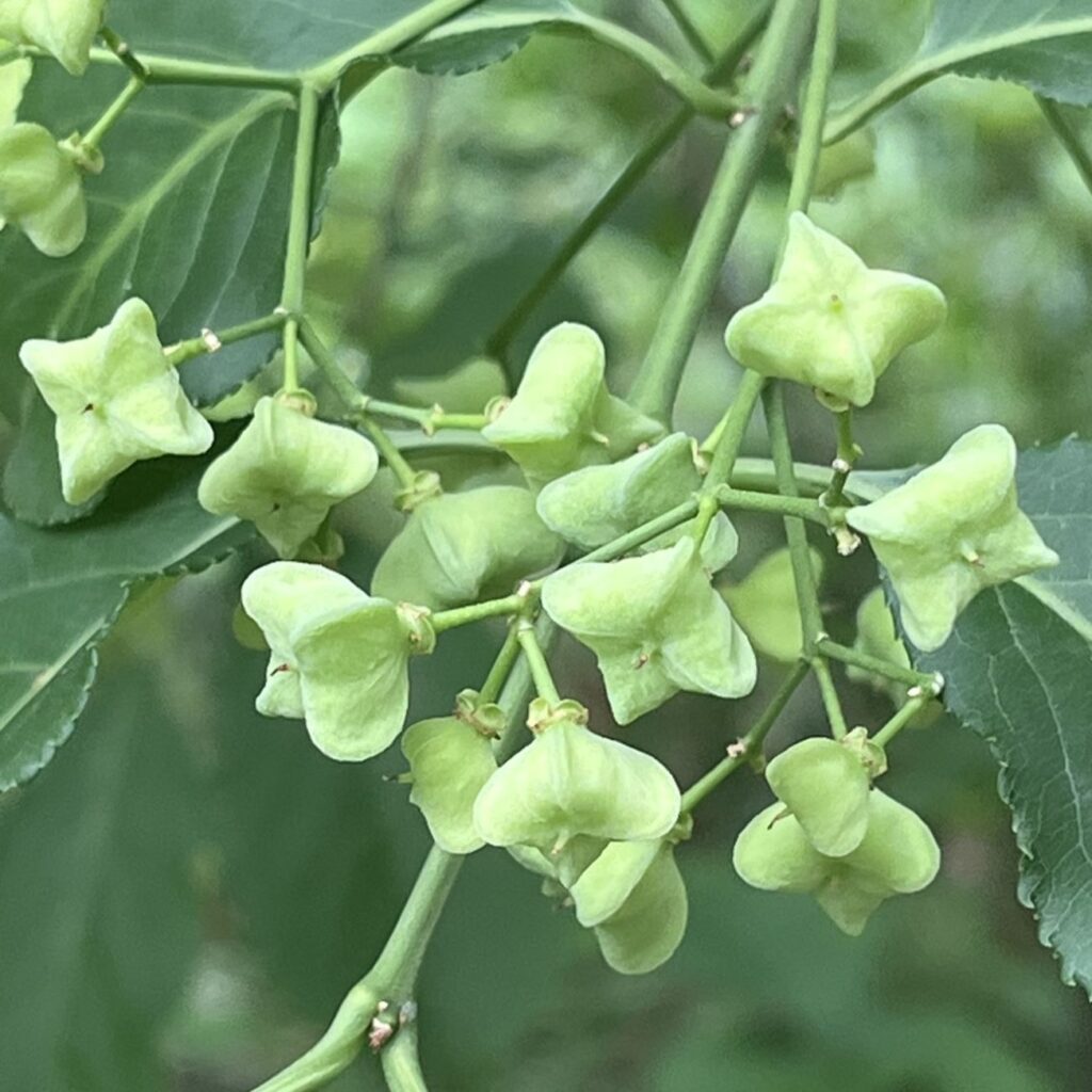 マユミ：未熟な果実 ／ Spindle Tree - Immature fruits