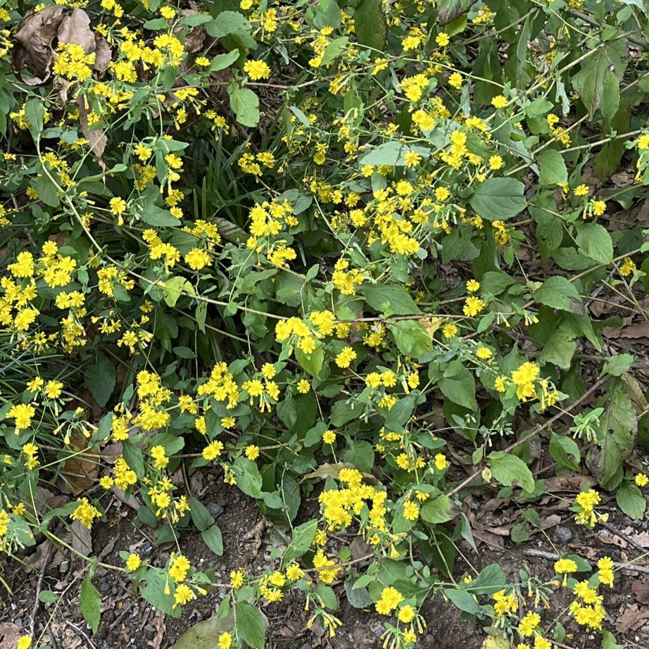 ヤクシソウ：茎と葉と花 ／ Crepidiastrum denticulatum - Stems, leaves and flowers