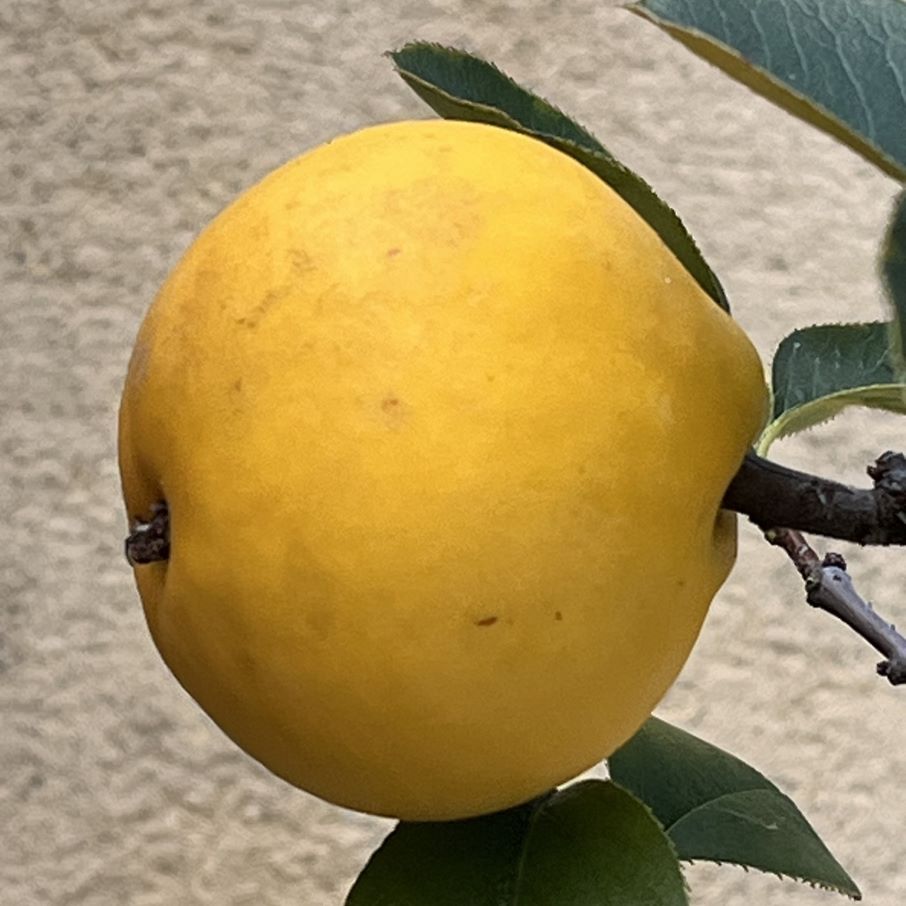 カリン：黄色の果実 ／ Chinese Quince - Yellow fruit