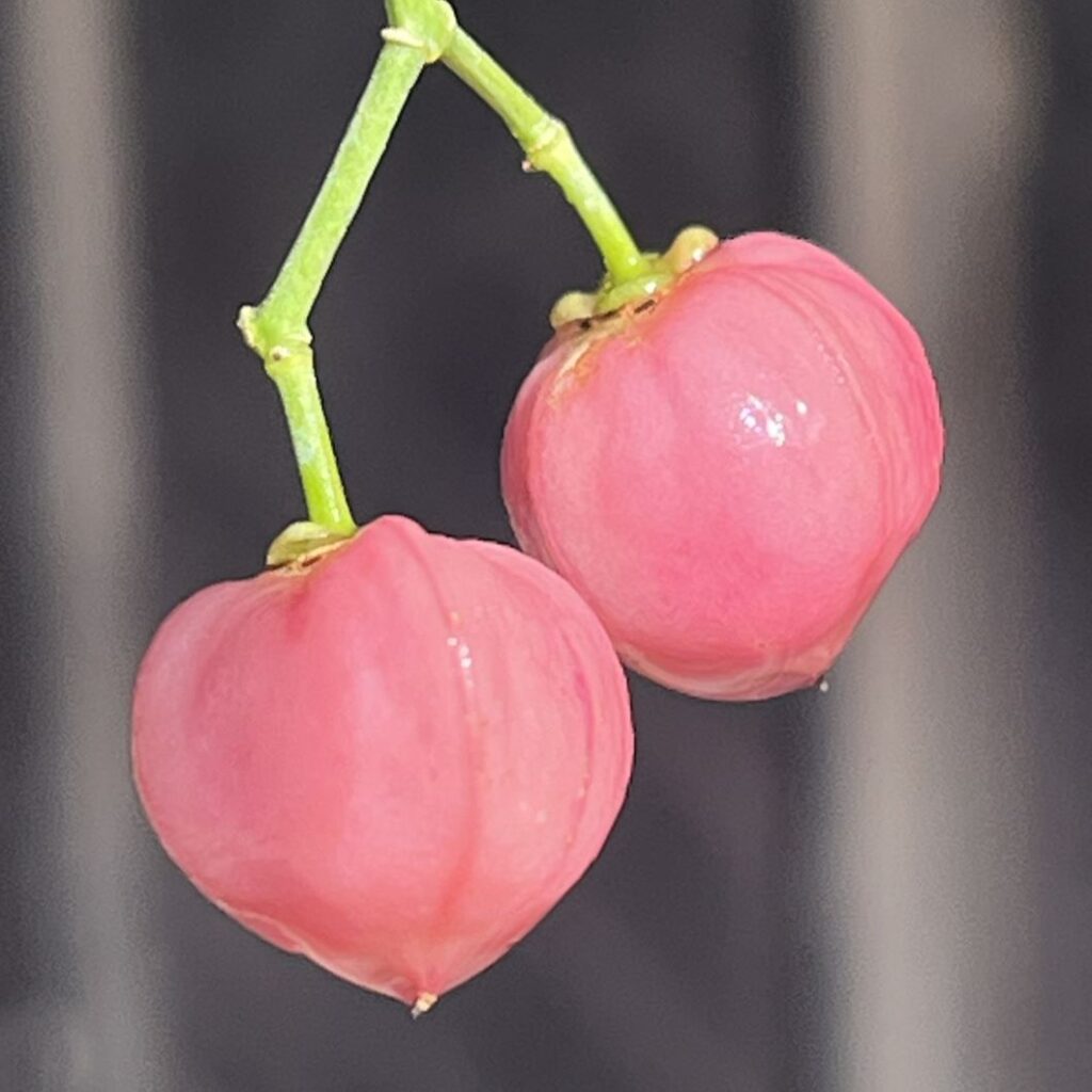 マユミ：熟した果実 ／ Spindle Tree - Mature fruits