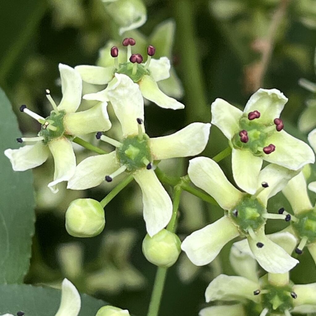 マユミ：雄花 ／ Spindle Tree - Male flowers