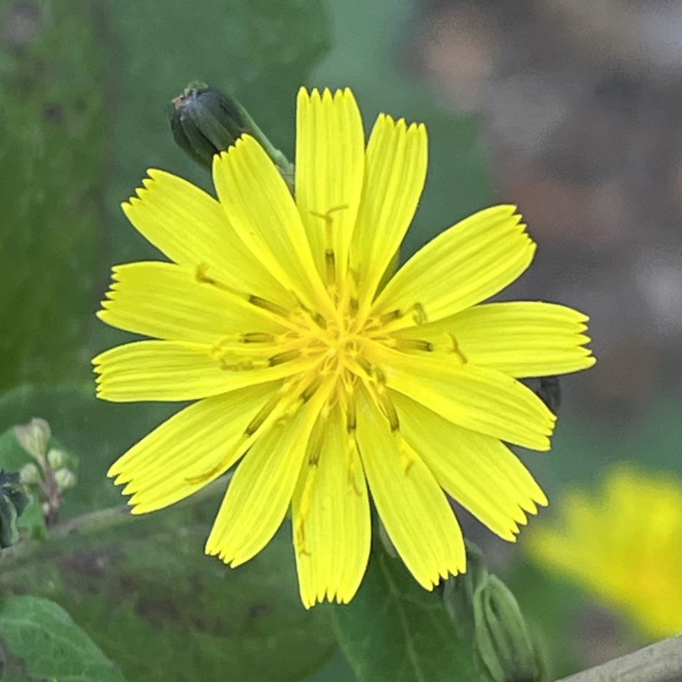 ヤクシソウ：花を正面から ／ Crepidiastrum denticulatum - Flower from the front