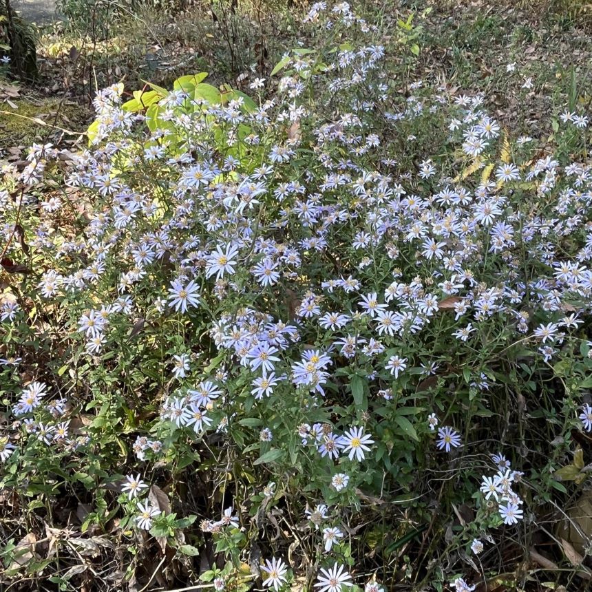 ノコンギク：群生 ／ Wild Chrysanthemum - Growing in clusters