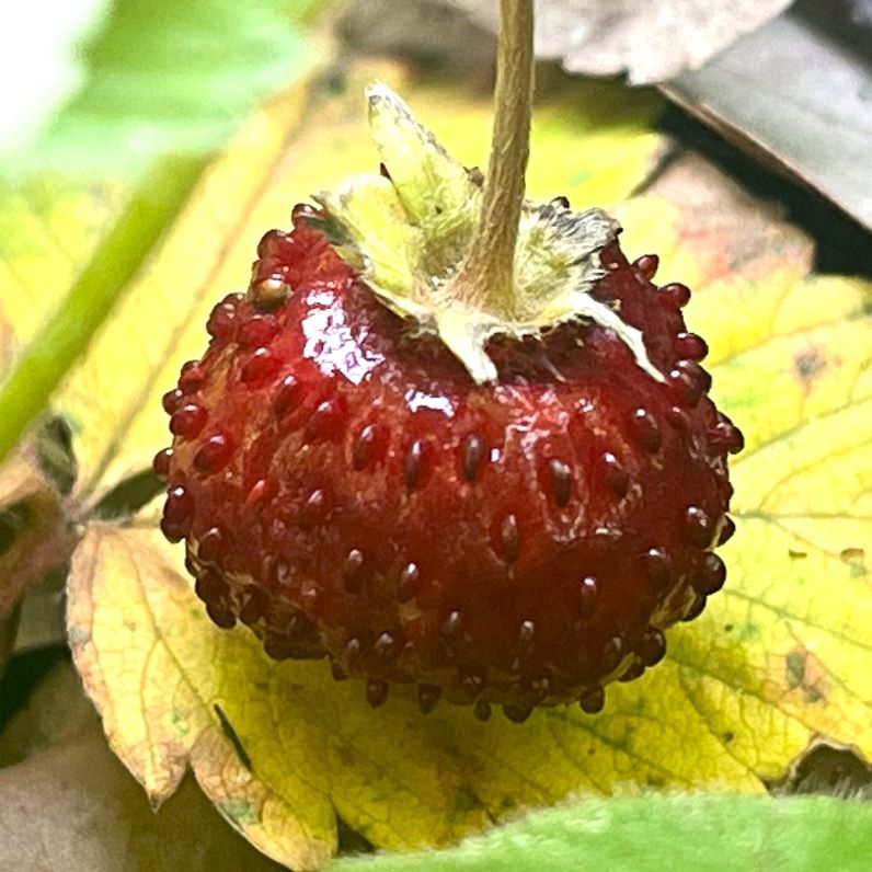 エゾヘビイチゴ：成熟果実 ／ Wild Strawberry - Mature fruits