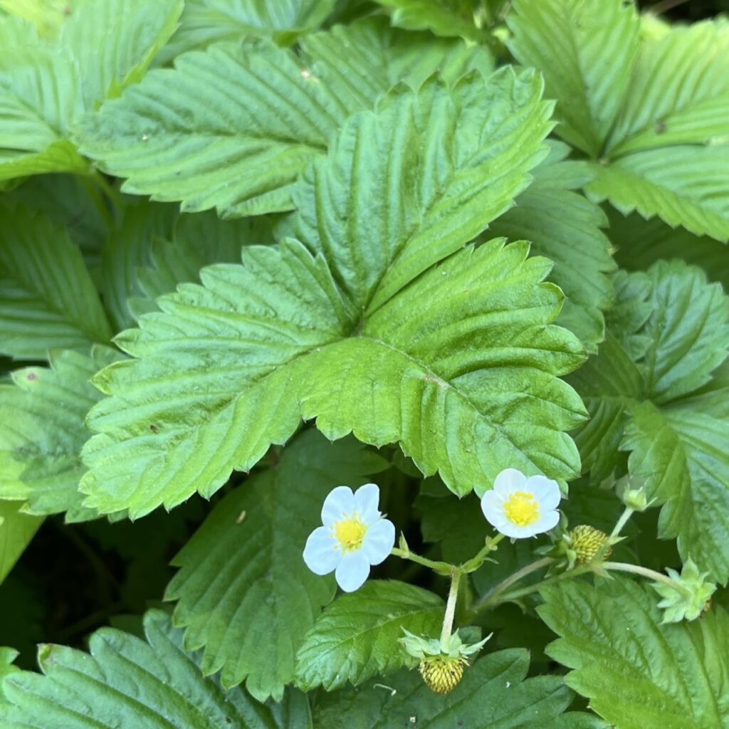 エゾヘビイチゴ：葉と花と未熟果実 ／ Wild Strawberry - Leaves, flowers and immature fruits