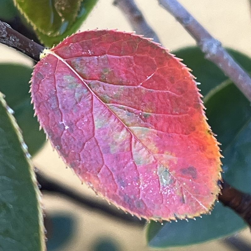 カリン：赤色の葉 ／ Chinese Quince - Red leaf