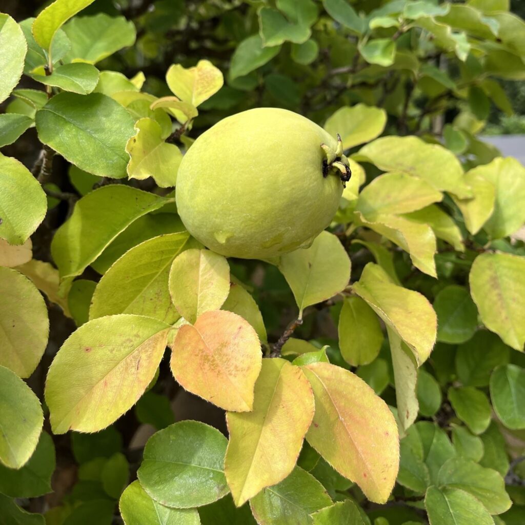 カリン：緑色の果実 ／ Chinese Quince - Green fruit