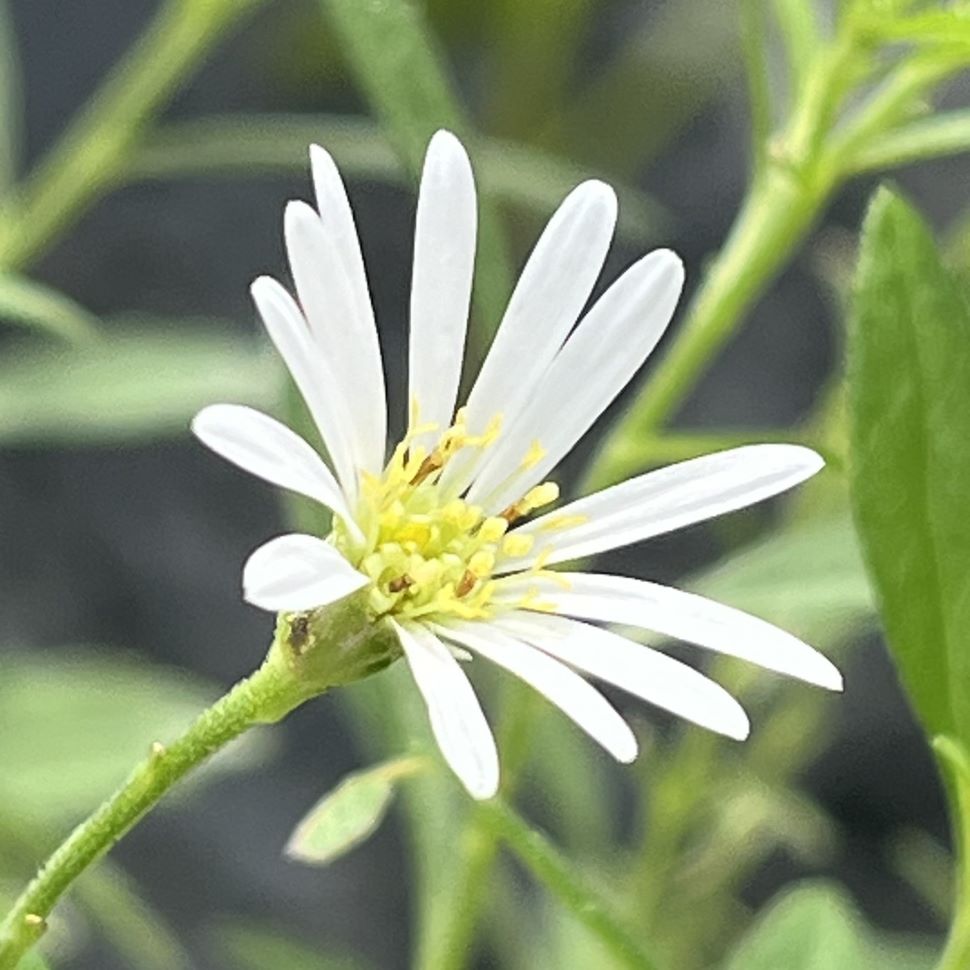 ノコンギク：白色の花を斜めから ／ Wild Chrysanthemum - White flower from an angle