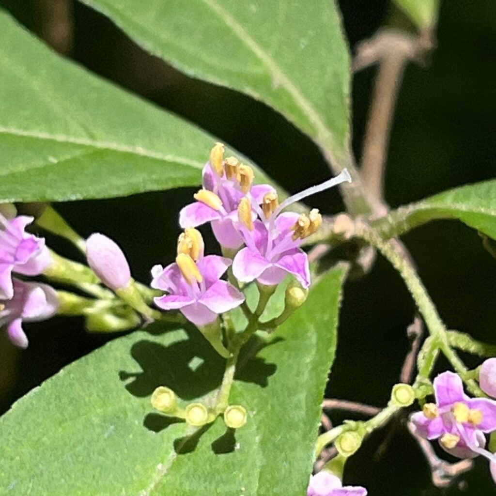 ムラサキシキブ：花を近くから ／ Japanese Beautyberry - Flowers up close