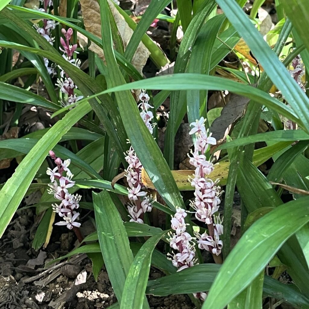 キチジョウソウ：根生葉と花穂 ／ Reineckea carnea - Basal leaves and Flower spikes