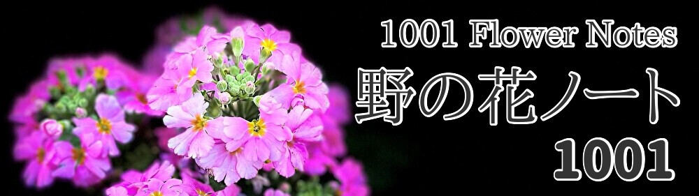 野の花ノート 1001