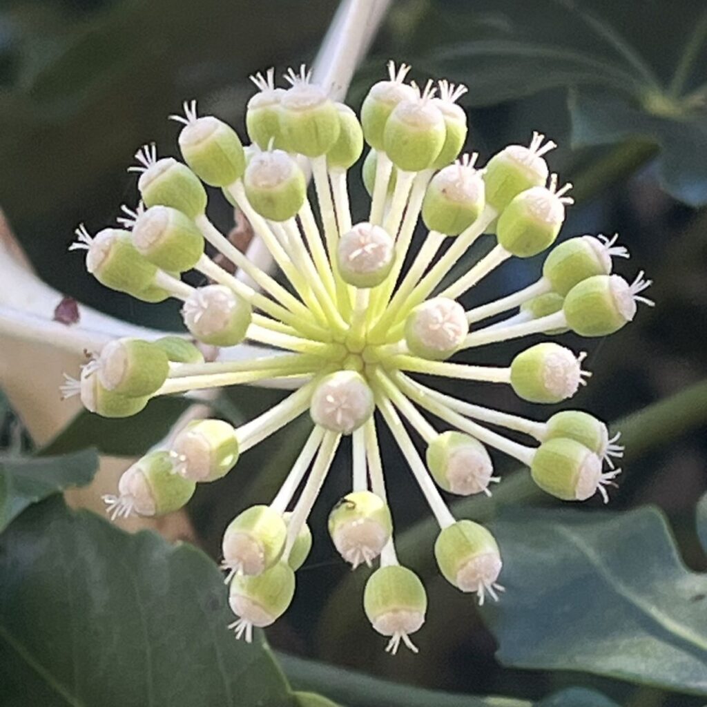 ヤツデ：雌性期の両性花 ／ Japanese Aralia - Female bisexual flower