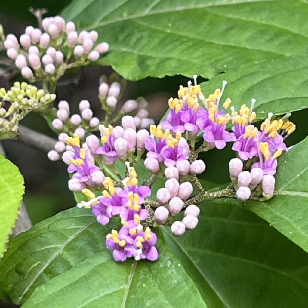 ムラサキシキブ：蕾と花々 ／ Japanese Beautyberry - Buds and flowers