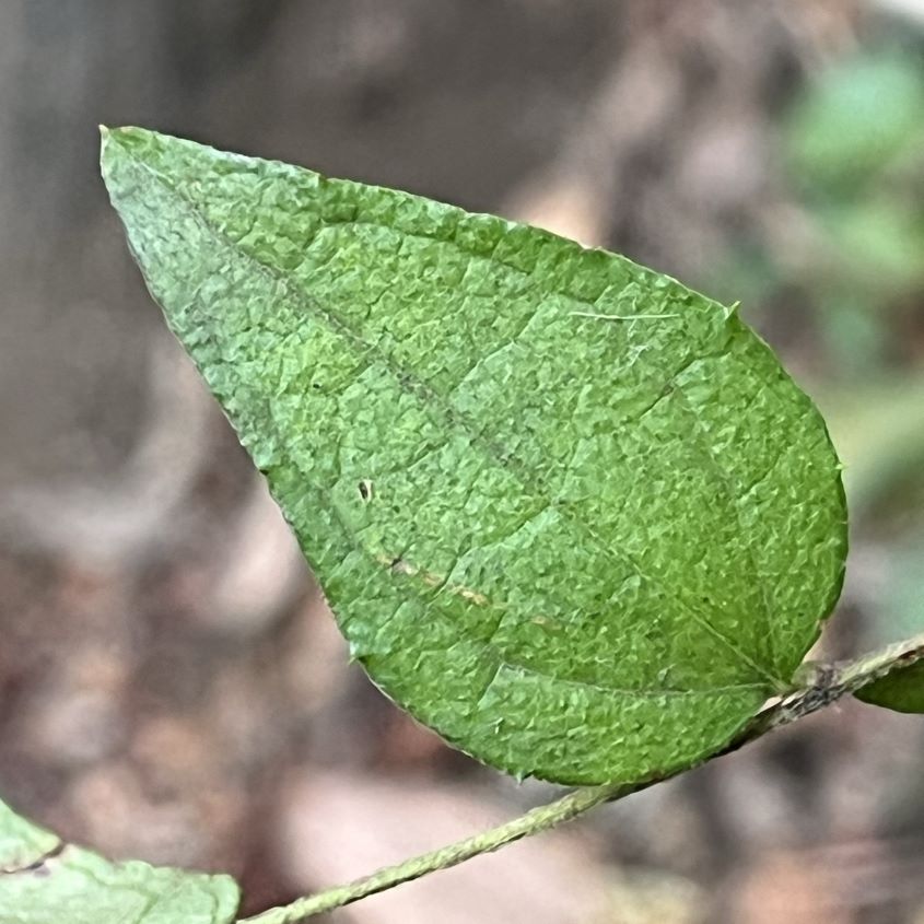 コウヤボウキ：一年枝の葉 ／ Pertya scandens - Leaf on a one-year branch