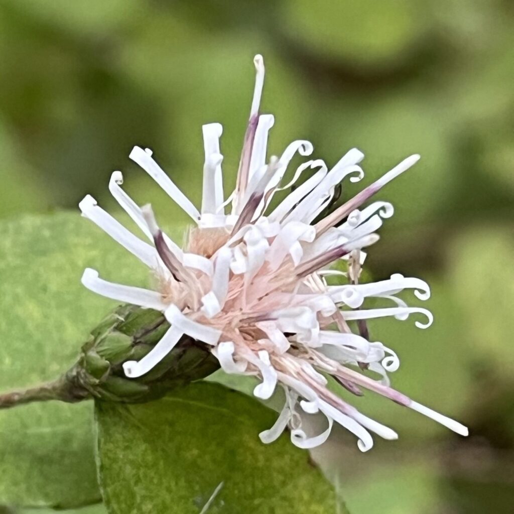 コウヤボウキ：雌性期の花 ／ Pertya scandens - Female stage flower