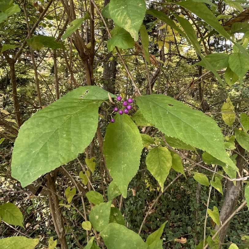 ムラサキシキブ：葉と果実 ／ Japanese Beautyberry - Leaves and fruits