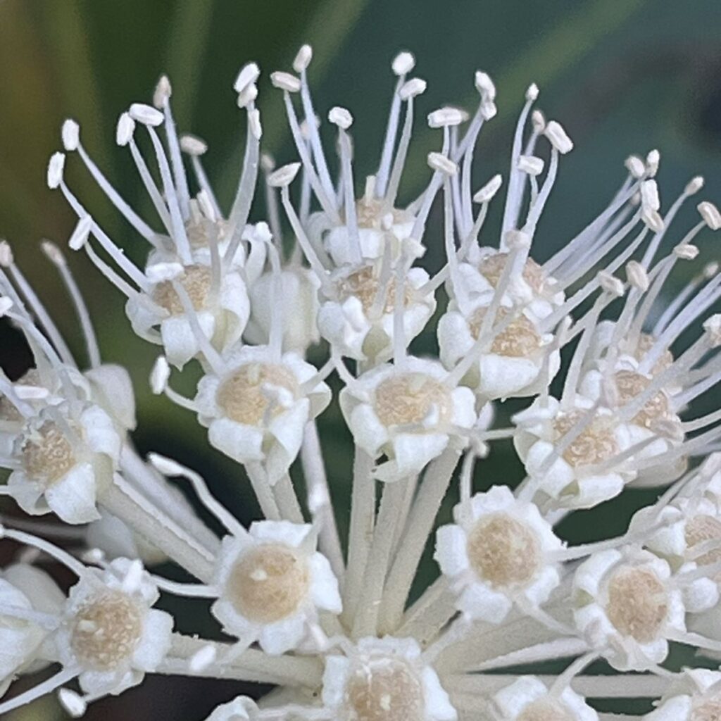 ヤツデ：雄性期の両性花を近くから ／ Japanese Aralia - Male bisexual flower up close