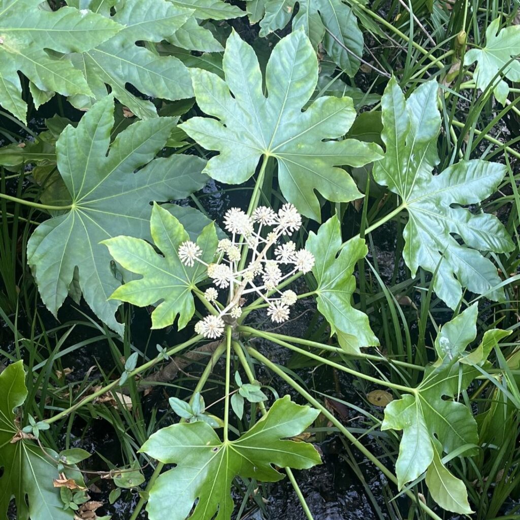 ヤツデ：全体 ／ Japanese Aralia - Whole plant