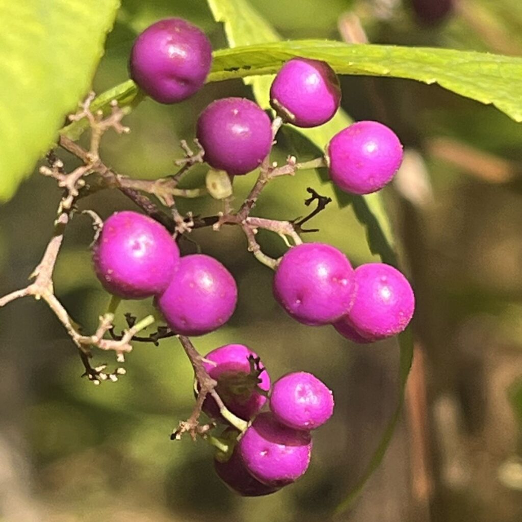 ムラサキシキブ：果実 ／ Japanese Beautyberry - Fruits