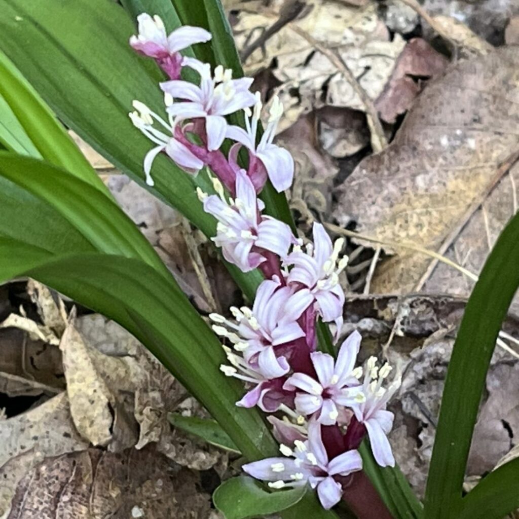 キチジョウソウ：花穂 ／ Reineckea carnea - Flower spikes