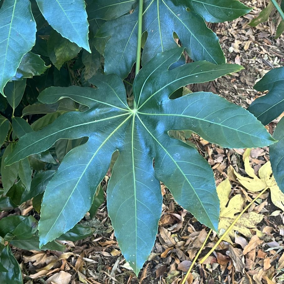 ヤツデ：葉 ／ Japanese Aralia - Leaves