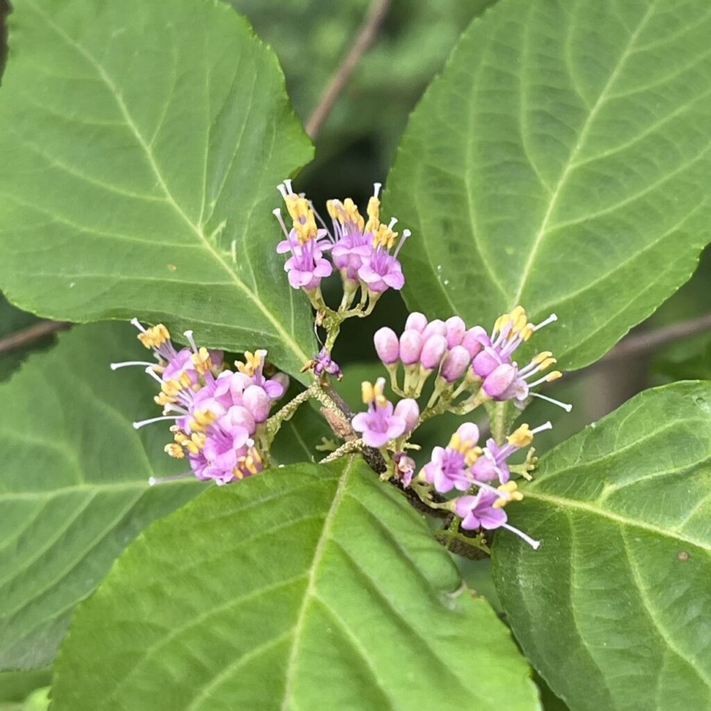 ムラサキシキブ：葉と花々 ／ Japanese Beautyberry - Leaves and flowers