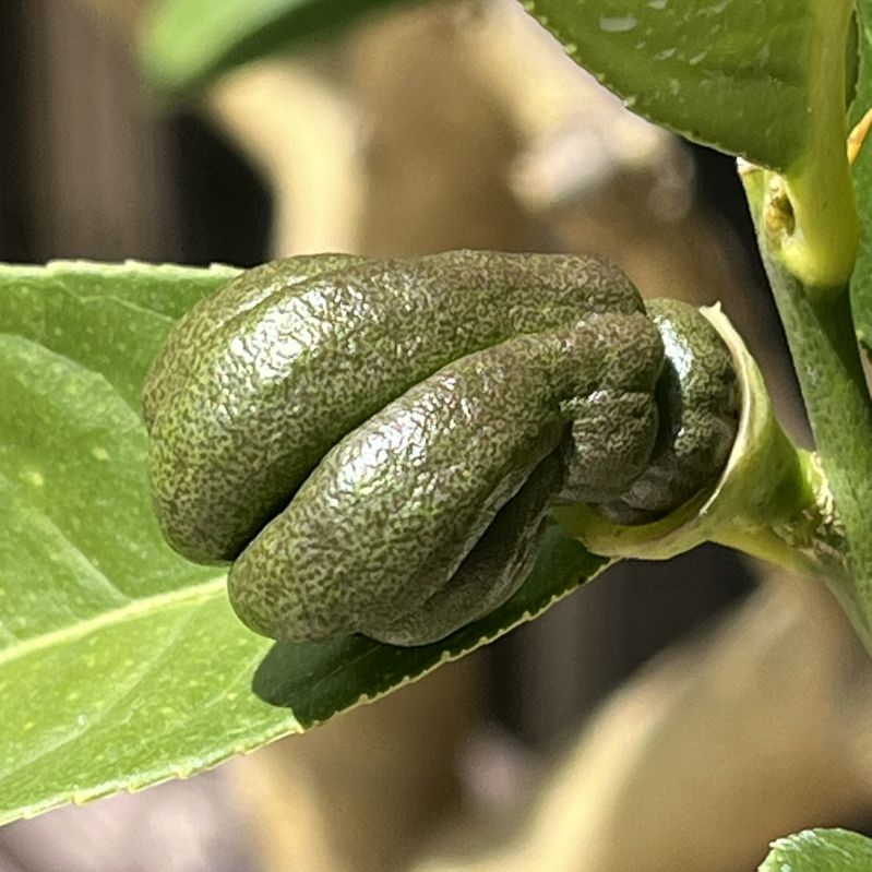 ブシュカン：未熟果 ／ Buddha's Hand - Immature fruit