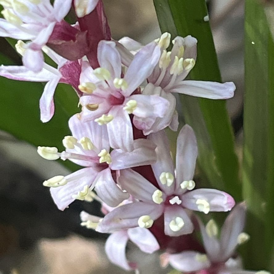 キチジョウソウ：中性花 ／ Reineckea carnea - Neutral flower