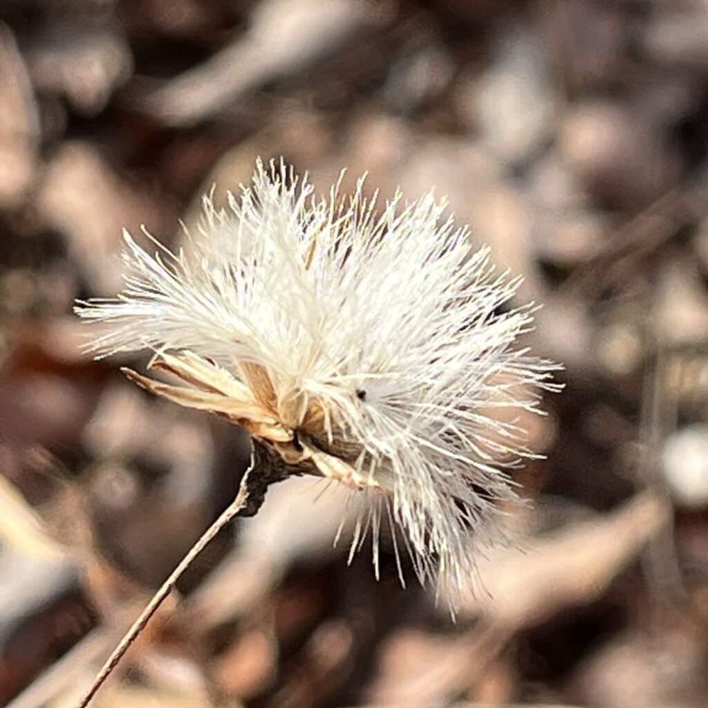 コウヤボウキ：冠毛のついた痩果を横から ／ Pertya scandens - Achene with a pappus from the side