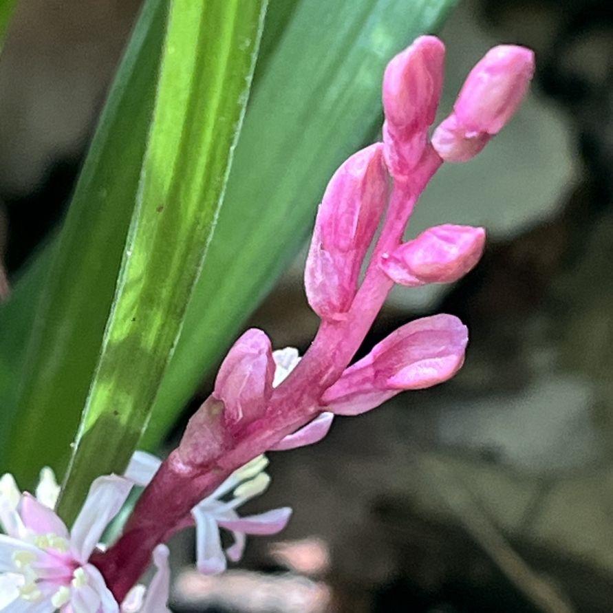 キチジョウソウ：花蕾 ／ Reineckea carnea - Flower buds