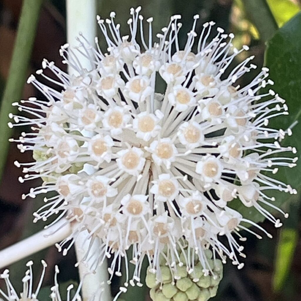 ヤツデ：雄性期の両性花と雄性花 ／ Japanese Aralia - Male bisexual flower and male flower