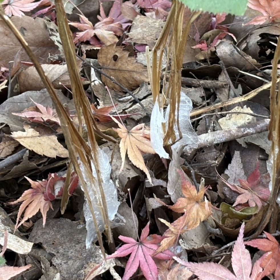 シモバシラ：霜華 ／ Collinsonia japonica - Frost flowers