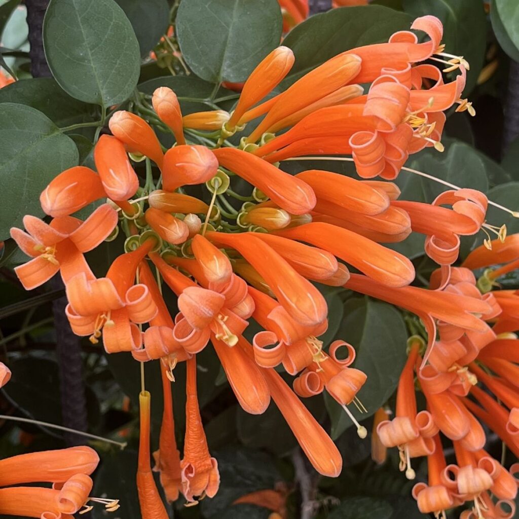 カエンカズラ：蕾と花々を右から ／ Flame Vine - Buds and flowers seen from the right side