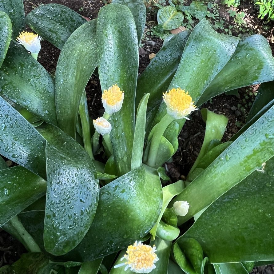 マユハケオモト：葉と茎と花 ／ White Blood Lily - Leaves, stems and flowers