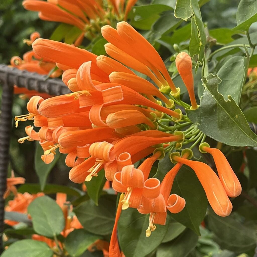 カエンカズラ：蕾と花々を左から ／ Flame Vine - Buds and flowers seen from the left side