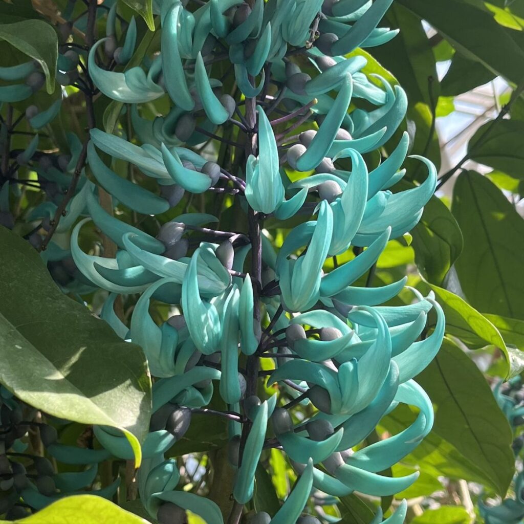 ヒスイカズラ：花々を近くから ／ Jade Vine - Flowers up close