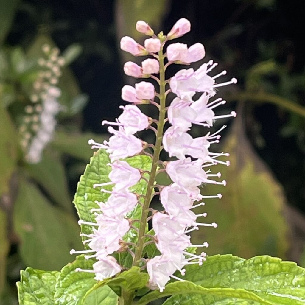 シモバシラ：桃色の花穂を近くから ／ Collinsonia japonica - Pink flower spikes up close