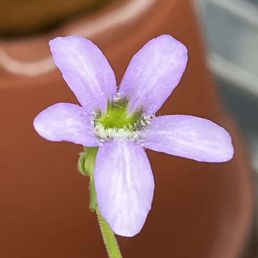 ムシトリスミレ：ギガンテア種の淡い赤紫色の花 ／ Butterwort - Pinguicula gigantea pale purple flower