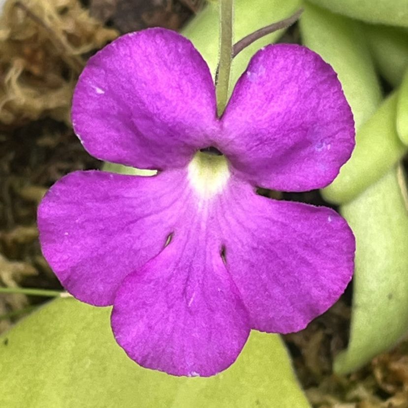 ムシトリスミレ：モクテズマエ種の赤紫色の花 ／ Butterwort - Pinguicula moctezumae purple flower