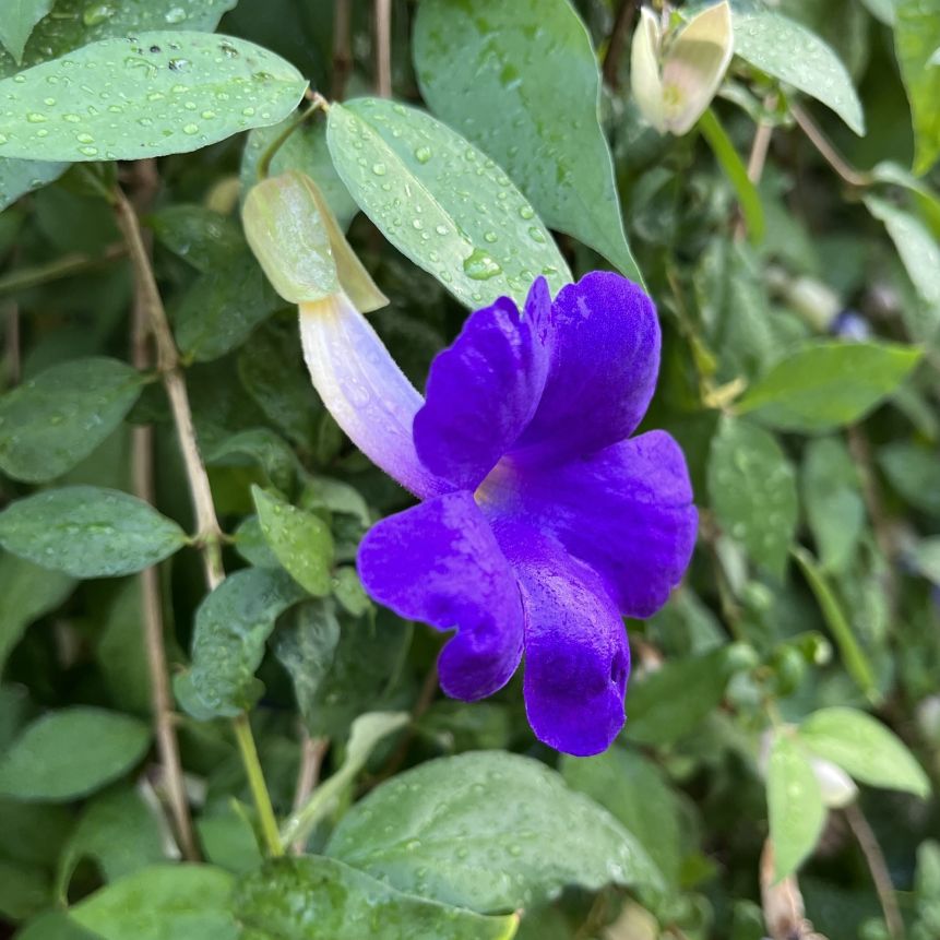 コダチヤハズカズラ：濃い青紫色の花を横から ／ King's Mantle - Deep violet flower from the side