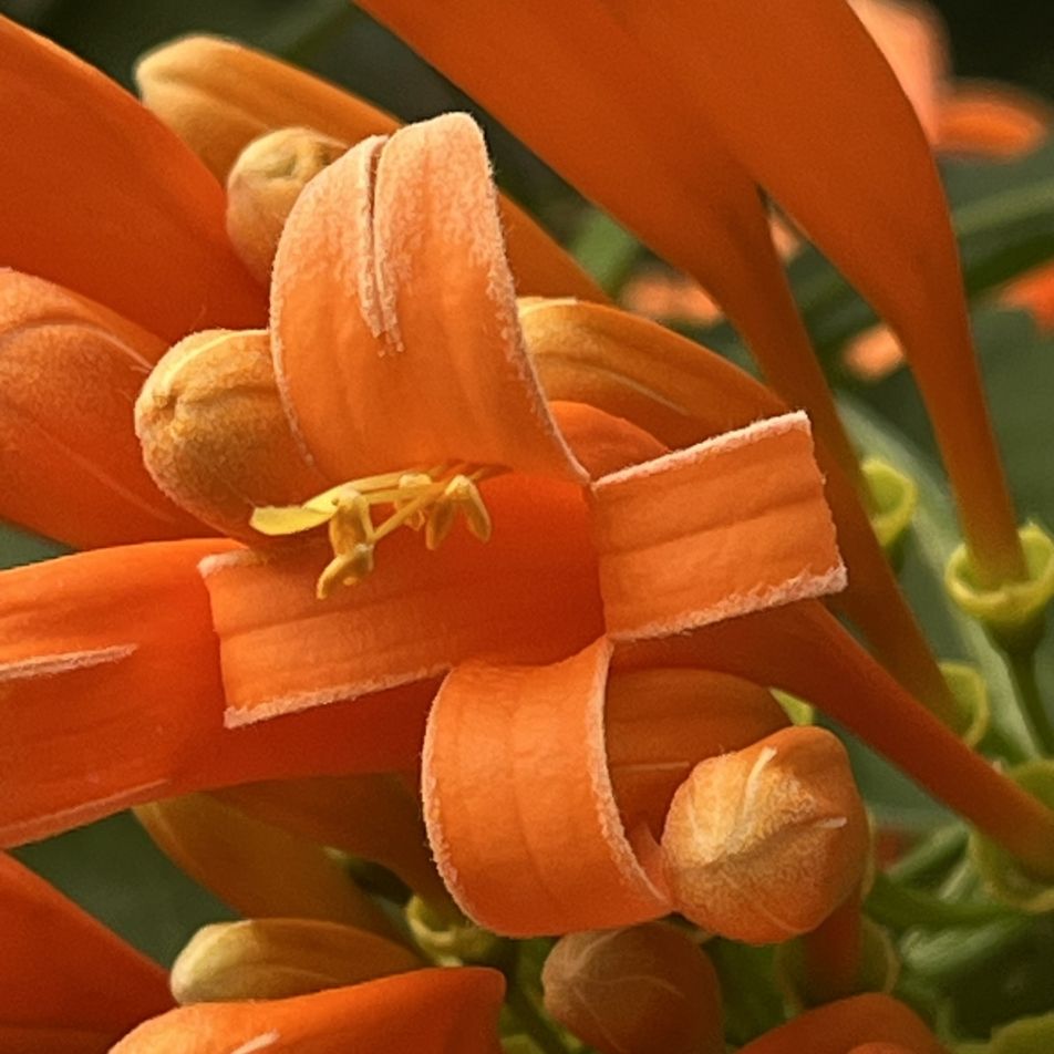 カエンカズラ：花を近くから ／ Flame Vine - Flower seen from close up