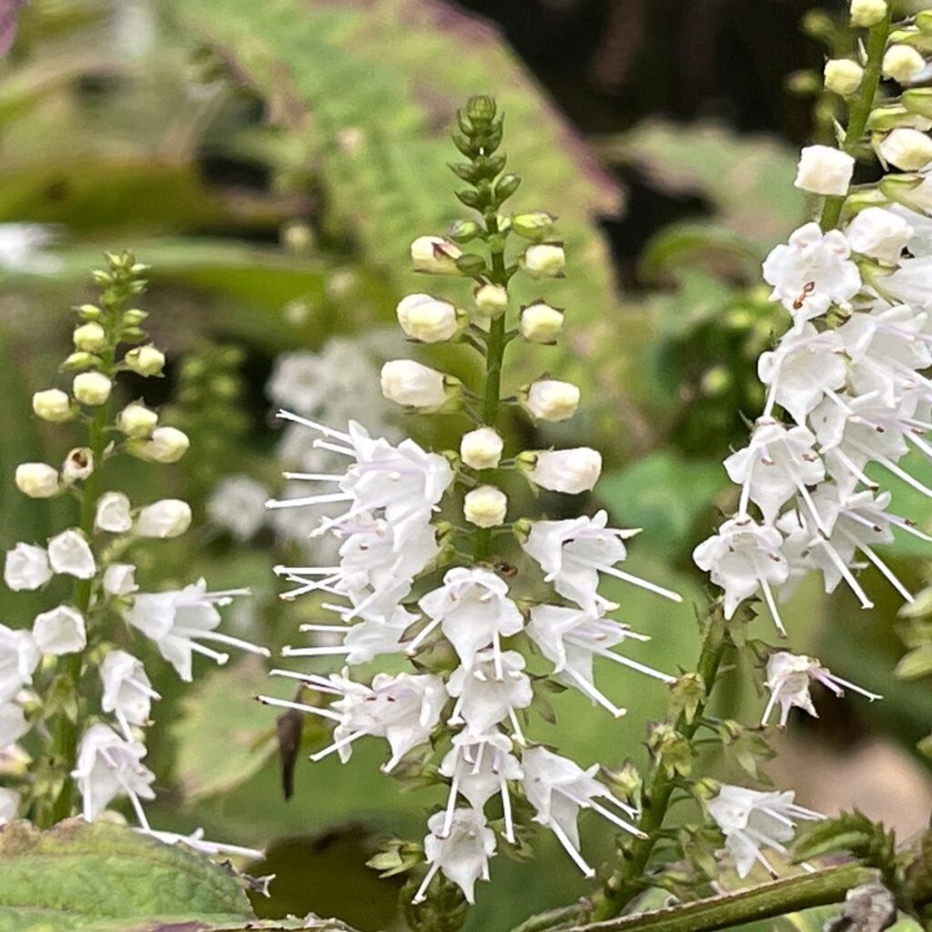 シモバシラ：白色の花穂 ／ Collinsonia japonica - White flower spikes