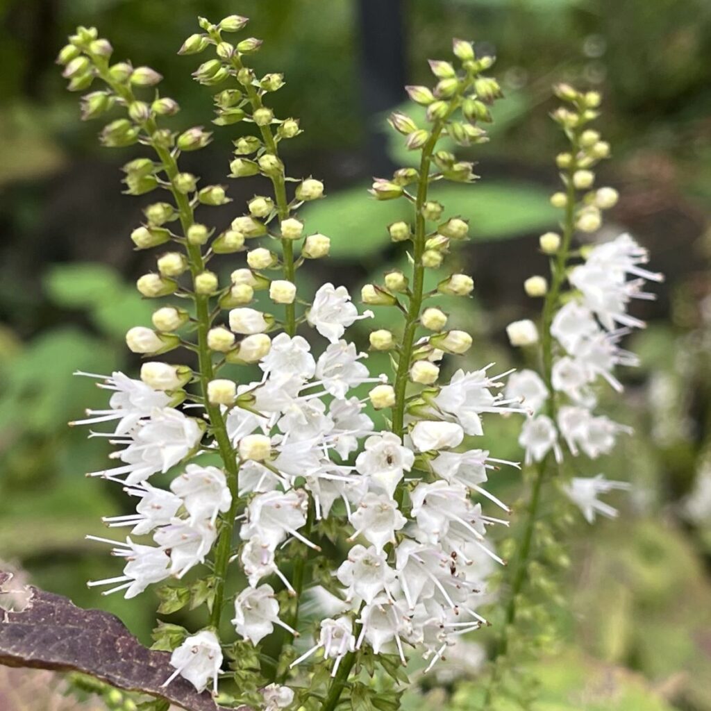 シモバシラ：白色の花穂がたくさん ／ Collinsonia japonica - Lots of white flower spikes