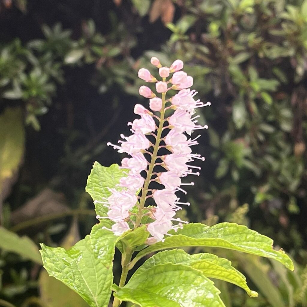 シモバシラ：桃色の花穂 ／ Collinsonia japonica - Pink flower spikes